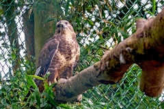 Common Buzzard [Buteo buteo buteo] 