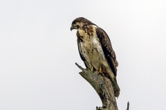Augur Buzzard [Buteo augur augur] 
