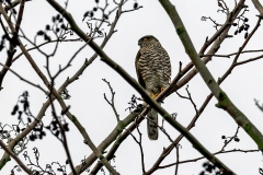Eurasian Sparrowhawk [Accipiter nisus nisus]