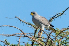 Eastern Chanting Goshawk [Melierax poliopterus]