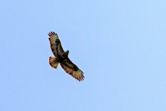 Common Buzzard [Buteo buteo buteo] 