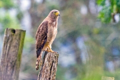 Roadside Hawk [Rupornis magnirostris griseocauda] 