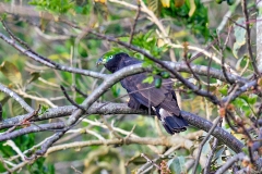 Hook-billed Kite [Chondrohierax uncinatus uncinatus]