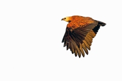 Black-collared Hawk [Busarellus nigricollis nigricollis] 