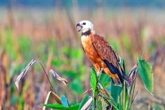 Black-collared Hawk [Busarellus nigricollis nigricollis] 