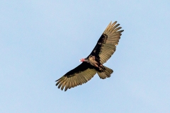 Turkey Vulture [Cathartes aura ruficollis]