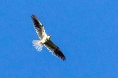 White-tailed Kite [Elanus leucurus majusculus]