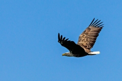 White-tailed Eagle [Haliaeetus albicilla albicilla]