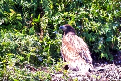 White-tailed Eagle [Haliaeetus albicilla albicilla]