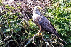 White-tailed Eagle [Haliaeetus albicilla albicilla]