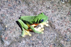 Gliding Tree Frog [Agalychnis spurrelli]