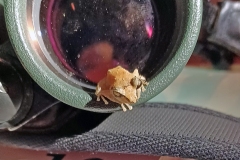 Common Tink Frog [Diasporus diastema]