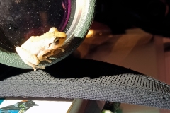 Common Tink Frog [Diasporus diastema]