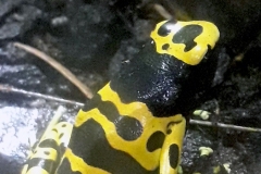 Yellow-banded Poison Dart Frog [Dendrobates leucomelas]