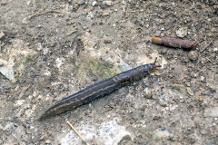 Leopard Slug [Limax maximus?]