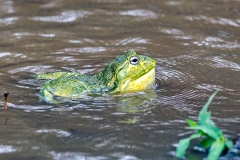 Giant African Bullfrog [Pyxicephalus adspersus]