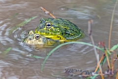 Giant African Bullfrog [Pyxicephalus adspersus]