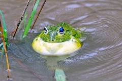 Giant African Bullfrog [Pyxicephalus adspersus]