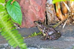 Forrer's Grass Frog [Lithobates forreri]