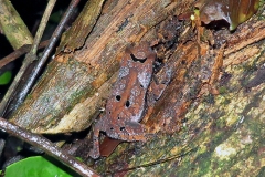 beaked toad [Rhinella proboscidea]