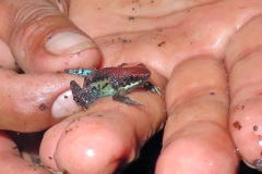Ecuador Poison Frog [Ameerega bilinguis]