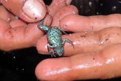 Ecuador Poison Frog [Ameerega bilinguis]