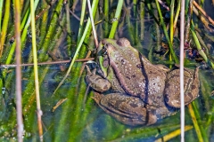 Common Frog [Rana temporaria]