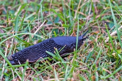 European Black Slug [Arion ater]
