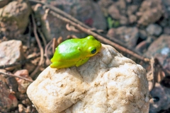 Lime Reed Frog [Hyperolius fusciventris]