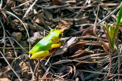 Lime Reed Frog [Hyperolius fusciventris]