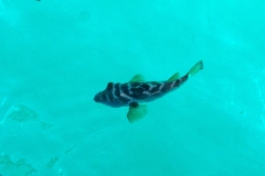 Bullseye Puffer [Sphoeroides annulatus]