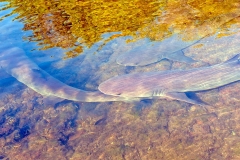 Whitetip Reef Shark [Triaenodon obesus]