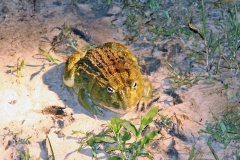 Giant African Bullfrog [Pyxicephalus adspersus]