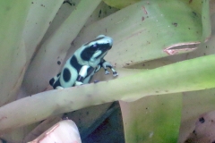 Green-and-black Poison Dart Frog [Dendrobates auratus]