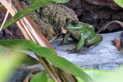 Vaillant's Frog [Lithobates vaillanti]