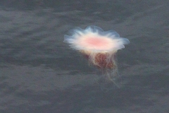 Lion's Mane Jellyfish [Cyanea capillata]