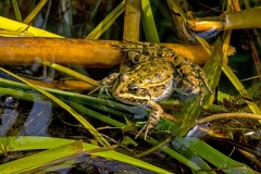 Common Frog [Rana temporaria]