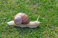 Roman Snail [Helix pomatia]