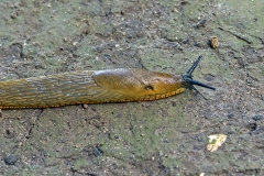 Large Red Slug [Arion rufus]