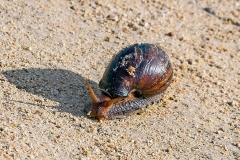 African Giant Snail [Lissachatina fulica]