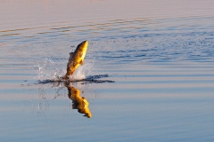 Common Carp [Cyprinus carpio]