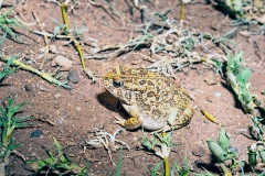 Guttural Toad [Sclerophrys gutturalis]