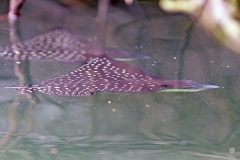 Pacific White-spotted Eagle Ray [Aetobatus laticeps]