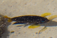 Galapagos Gregory [Stegastes arcifrons]
