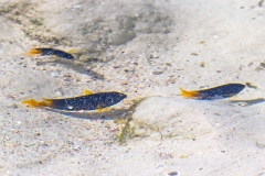 Galapagos Gregory [Stegastes arcifrons]