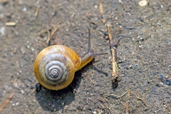 White-lipped Snail [Cepaea hortensis]