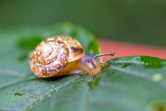 White-lipped Snail [Cepaea hortensis]