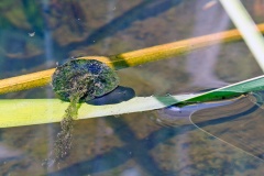 Great Ramshorn [Planorbis corneus]