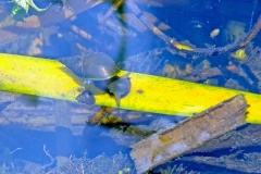 Great Pond Snail [Lymnaea stagnalis]