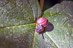 White-lipped Snail [Cepaea hortensis]